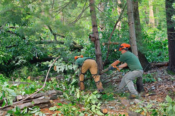 Reliable Jensen Beach, FL Tree Service Solutions